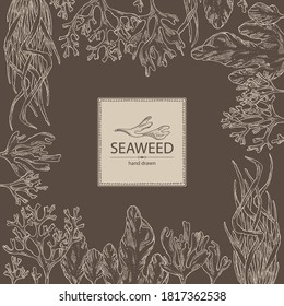 Background with seaweed, algae: ulva, enteromorpha, rhodymenia palmata,irish moss. Green and red algae. Edible seaweed. Vector hand drawn illustration