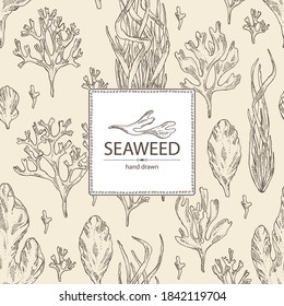 Background with seaweed, algae: ulva, enteromorpha, rhodymenia palmata,irish moss. Green and red algae. Edible seaweed. Vector hand drawn illustration