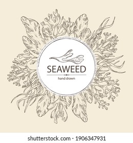 Background with seaweed, algae: ulva, enteromorpha, rhodymenia palmata,irish moss. Green and red algae. Edible seaweed. Vector hand drawn illustration