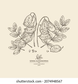 Background with senna alexandrina: leaves, senna alexandrina flowers and pod. Cosmetic, perfumery and medical plant. Vector hand drawn illustration.