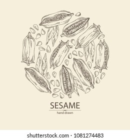 Background with sesame: sesame plant and sesame seeds Vector hand drawn illustration