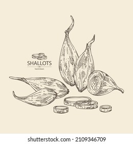 Background with shallot: rings, full onion shallots and onion slices. Vector hand drawn illustration. 