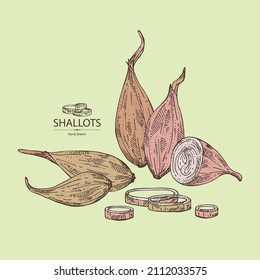 Background with shallot: rings, full onion shallots and onion slices. Vector hand drawn illustration. 