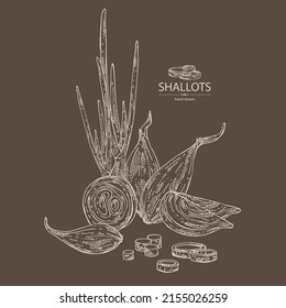 Background with shallot: rings, full onion shallots and onion slices. Vector hand drawn illustration. 