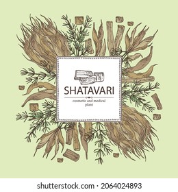 Background with shatavari: shatavari root, plant and leaves. Protasparagus racemosus. Cosmetic and medical plant. Vector hand drawn illustration