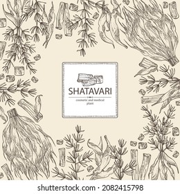 Background with shatavari: shatavari root, plant and leaves. Protasparagus racemosus. Cosmetic and medical plant. Vector hand drawn illustration