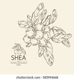 Background With Shea, Nut Branch. Cosmetics And Medical Plant. Hand Drawn.