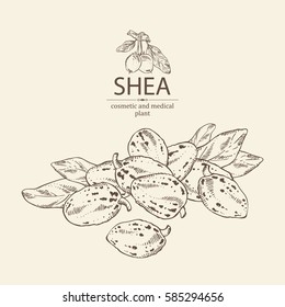 Background with shea nut. Cosmetics and medical plant. hand drawn