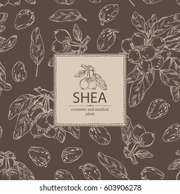 Background with shea nut. Cosmetics and medical plant. hand drawn