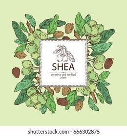 Background with shea nut. Cosmetics and medical plant. Vector hand drawn illustration.