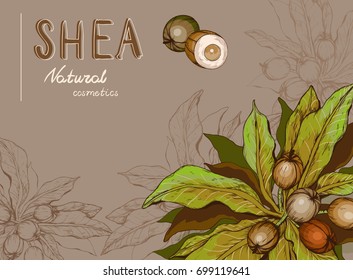 Background with Shea nuts and branch svg
