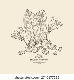 Background with shorea robusta: shorea robusta plant, leaves, shorea robusta resin. Cosmetic and medical plant. Vector hand drawn illustration