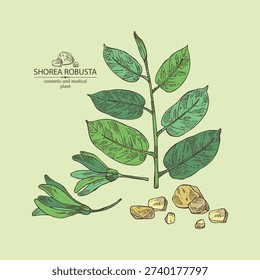 Background with shorea robusta: shorea robusta plant, leaves, shorea robusta resin. Cosmetic and medical plant. Vector hand drawn illustration