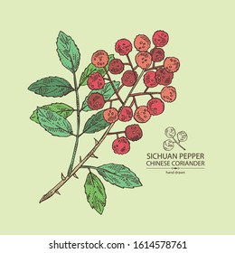 Background With Sichuan Pepper: Plant, Pepper And Leaves. Chinese Coriander. Vector Hand Drawn Illustration. 