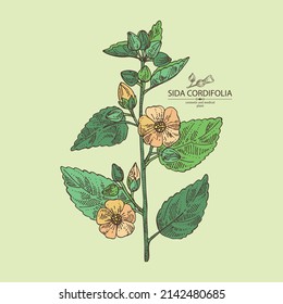 Background with sida cordifolia: sida cordifolia plant, bala leaves and sida cordifolia flowers. Bala. Cosmetic, perfumery and medical plant. Vector hand drawn illustration.