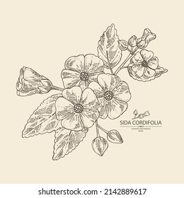 Background with sida cordifolia: sida cordifolia plant, bala leaves and sida cordifolia flowers. Bala. Cosmetic, perfumery and medical plant. Vector hand drawn illustration.