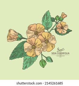 Background with sida cordifolia: sida cordifolia plant, bala leaves and sida cordifolia flowers. Bala. Cosmetic, perfumery and medical plant. Vector hand drawn illustration.