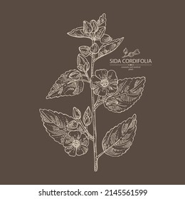 Background with sida cordifolia: sida cordifolia plant, bala leaves and sida cordifolia flowers. Bala. Cosmetic, perfumery and medical plant. Vector hand drawn illustration.