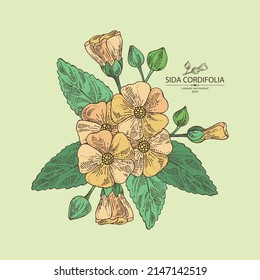 Background with sida cordifolia: sida cordifolia plant, bala leaves and sida cordifolia flowers. Bala. Cosmetic, perfumery and medical plant. Vector hand drawn illustration.