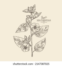 Background with sida cordifolia: sida cordifolia plant, bala leaves and sida cordifolia flowers. Bala. Cosmetic, perfumery and medical plant. Vector hand drawn illustration.