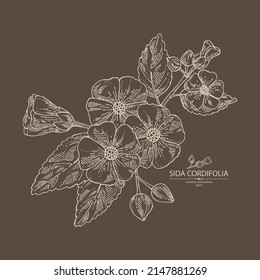 Background with sida cordifolia: sida cordifolia plant, bala leaves and sida cordifolia flowers. Bala. Cosmetic, perfumery and medical plant. Vector hand drawn illustration.