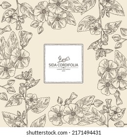 Background with sida cordifolia: sida cordifolia plant, bala leaves and sida cordifolia flowers. Bala. Cosmetic, perfumery and medical plant. Vector hand drawn illustration.