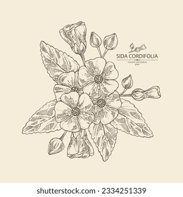 Background with sida cordifolia: sida cordifolia plant, bala leaves and sida cordifolia flowers. Bala. Cosmetic, perfumery and medical plant. Vector hand drawn illustration.