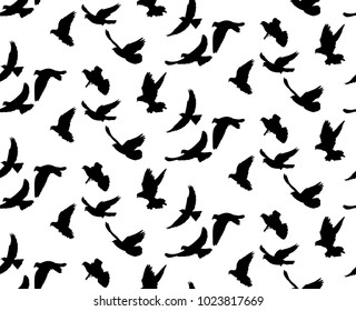 background with a silhouette of flying birds, isolated on white background