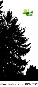 Background with silhouettes of trees. Tall spruce. Vertical view of nature. Vector illustration