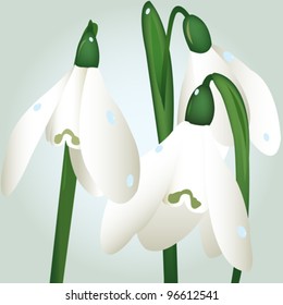 background with snowdrop flowers illustration