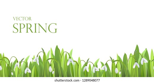 Background with snowdrops, vector