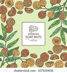 Background with soap nuts, sapindus: fruit and branch witn nuts and leaves. Vector hand drawn illustration.