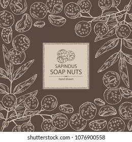 Background with soap nuts, sapindus: fruit and branch witn nuts and leaves. Vector hand drawn illustration.