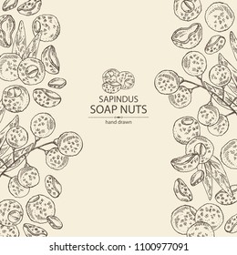 Background with soap nuts, sapindus: fruit and branch witn nuts and leaves. Vector hand drawn illustration.