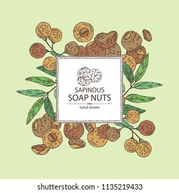 Background with soap nuts, sapindus: fruit and branch witn nuts and leaves. Vector hand drawn illustration.