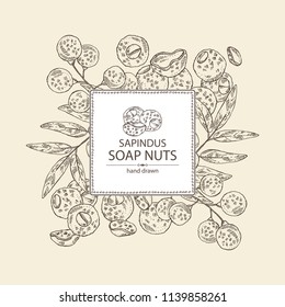 Background with soap nuts, sapindus: fruit and branch witn nuts and leaves. Vector hand drawn illustration.