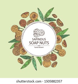 Background with soap nuts, sapindus: fruit and branch witn nuts and leaves. Vector hand drawn illustration.