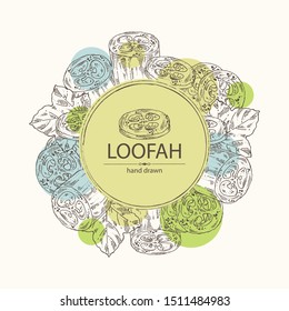 Background with soap nuts, sapindus: fruit and branch witn nuts and leaves. Vector hand drawn illustration.