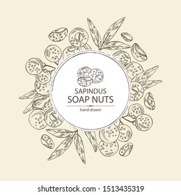 Background with soap nuts, sapindus: fruit and branch witn nuts and leaves. Vector hand drawn illustration.