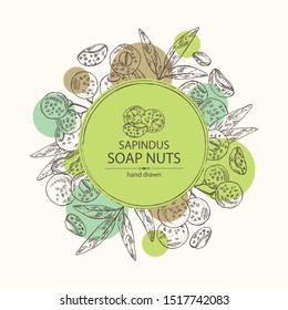 Background with soap nuts, sapindus: fruit and branch witn nuts and leaves. Vector hand drawn illustration.