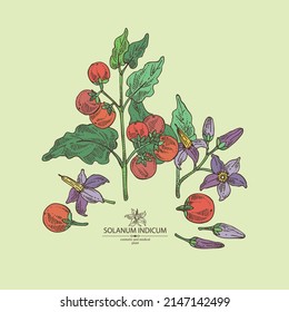 Background with solanum indicum: brihati plant, leaves, solanum indicum flowers and solanum indicum berries. Brihati. Cosmetic, perfumery and medical plant. Vector hand drawn illustration.