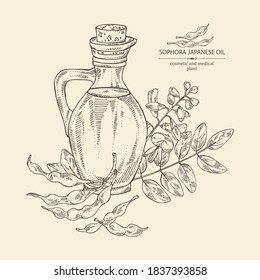 Background with sophora japonica and bottle o fsophora japonica oil. Vector hand drawn illustration