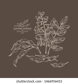 Background with sophora japonica: branch, flower and pod of sophora japonica. Cosmetic and medical plant. Vector hand drawn illustration.