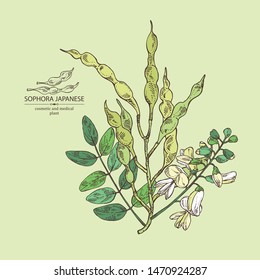 Background with sophora japonica: branch, flower and pod of sophora japonica. Cosmetic and medical plant. Vector hand drawn illustration.