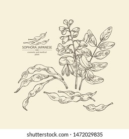 Background with sophora japonica: branch, flower and pod of sophora japonica. Cosmetic and medical plant. Vector hand drawn illustration.