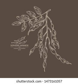 Background with sophora japonica: branch, flower and pod of sophora japonica. Cosmetic and medical plant. Vector hand drawn illustration.