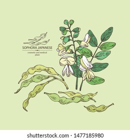 Background with sophora japonica: branch, flower and pod of sophora japonica. Cosmetic and medical plant. Vector hand drawn illustration.