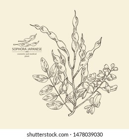 Background with sophora japonica: branch, flower and pod of sophora japonica. Cosmetic and medical plant. Vector hand drawn illustration.