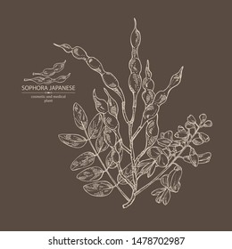 Background with sophora japonica: branch, flower and pod of sophora japonica. Cosmetic and medical plant. Vector hand drawn illustration.