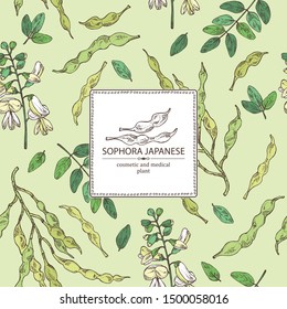 Background with sophora japonica: branch, flower and pod of sophora japonica. Cosmetic and medical plant. Vector hand drawn illustration.